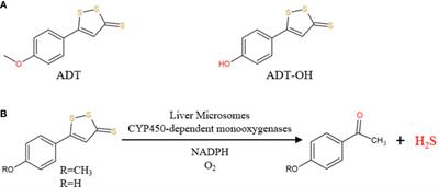 Slow-Release H2S Donor Anethole Dithiolethione Protects Liver From Lipotoxicity by Improving Fatty Acid Metabolism